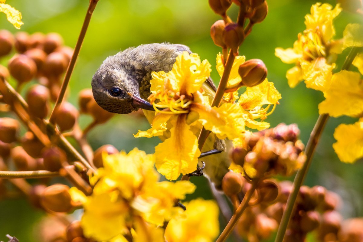 Madagascar sunbird, Cinnyris notatus.