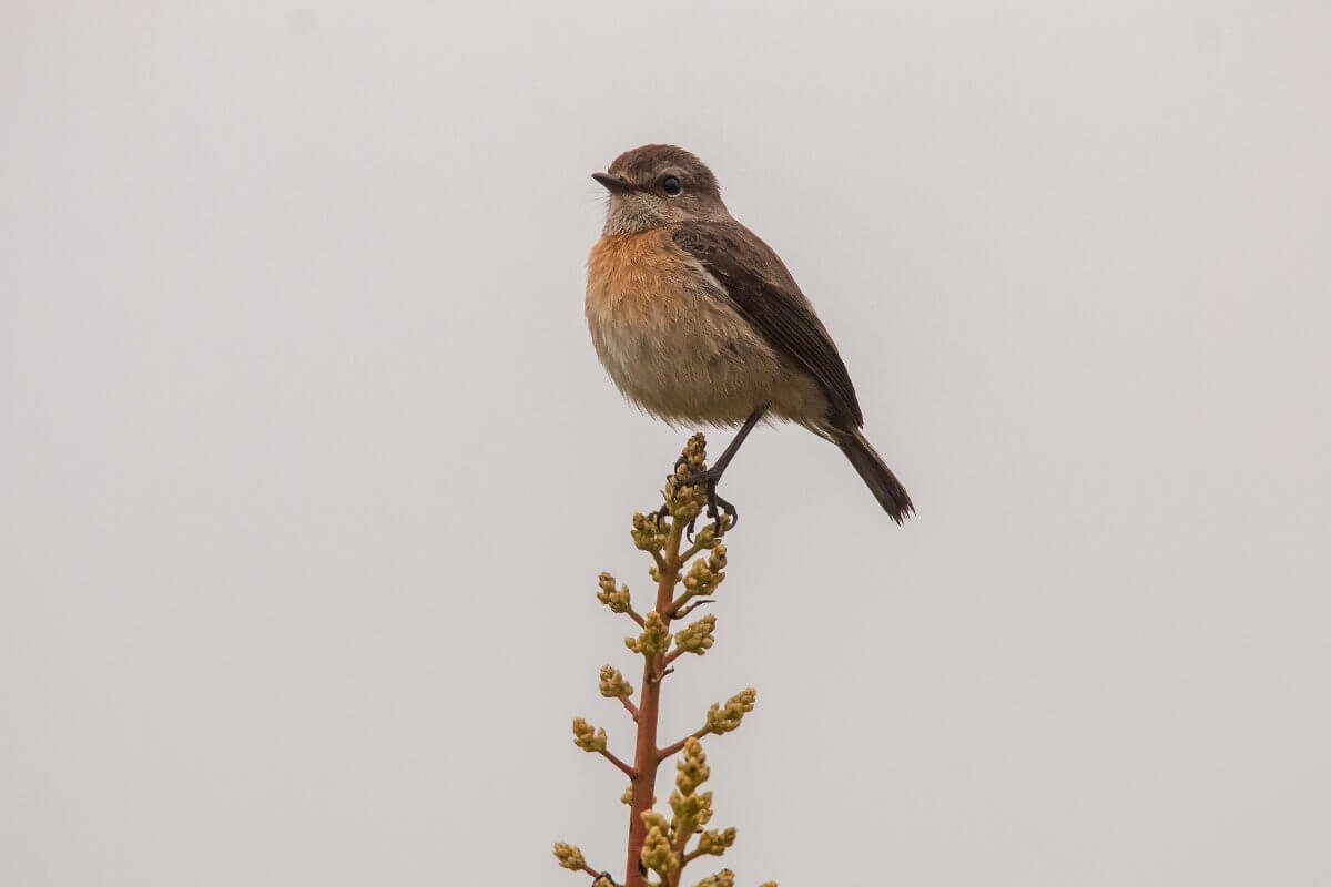 Cryptosylvicola randrianasoiloi 1