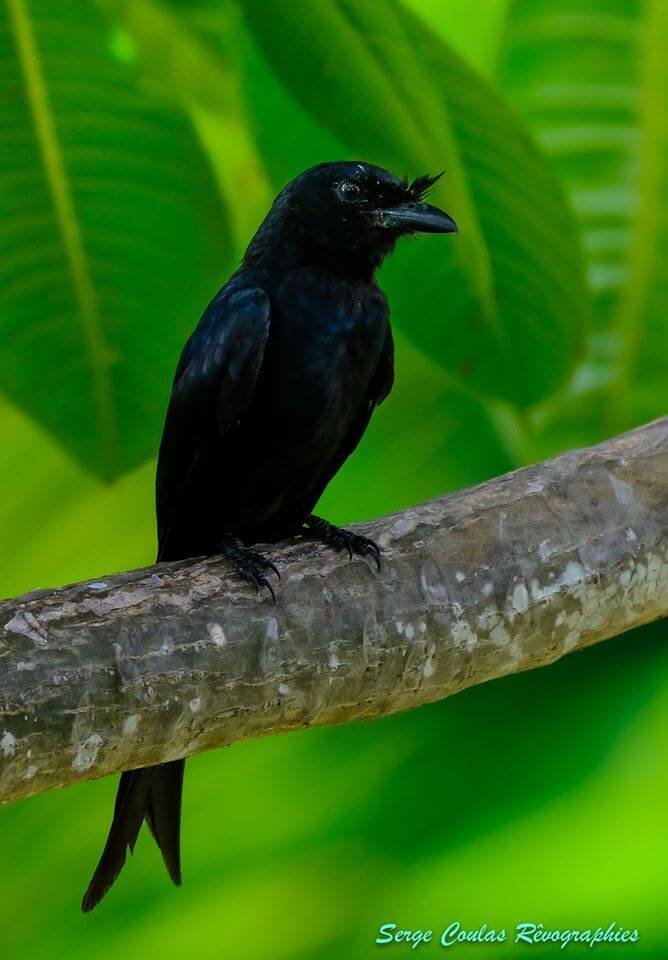 Drongo