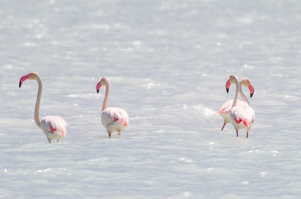 Flamants roses Lac Tsimanampetsotsa