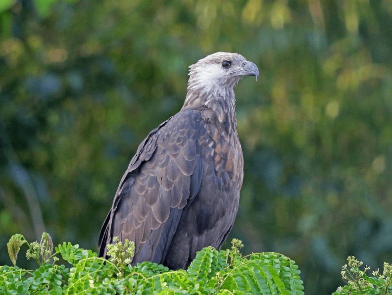 Haliaetus vociferoides