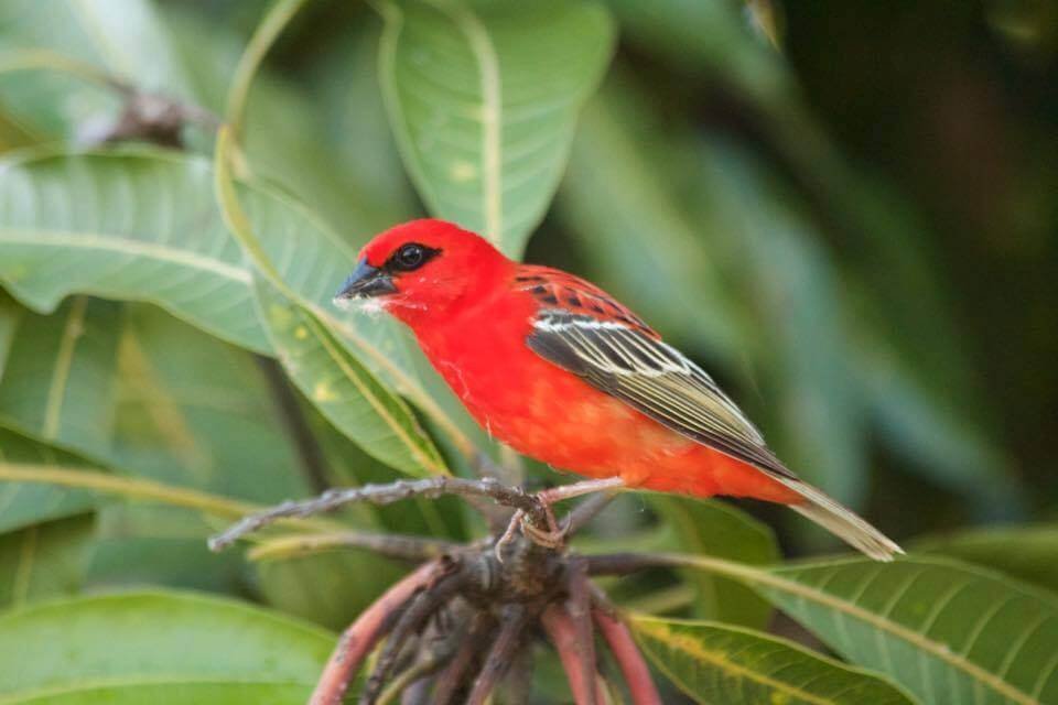 Le Fody un oiseau typique de lîle