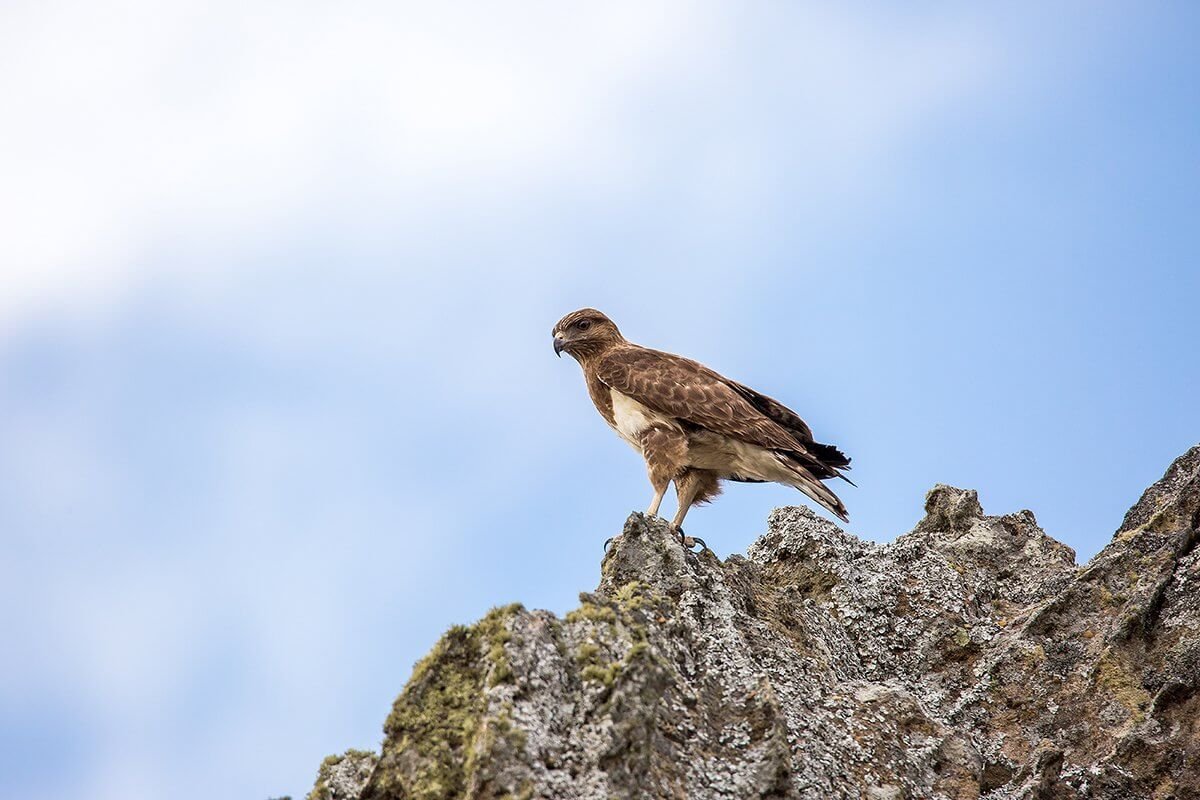 Voyage Ornithologique