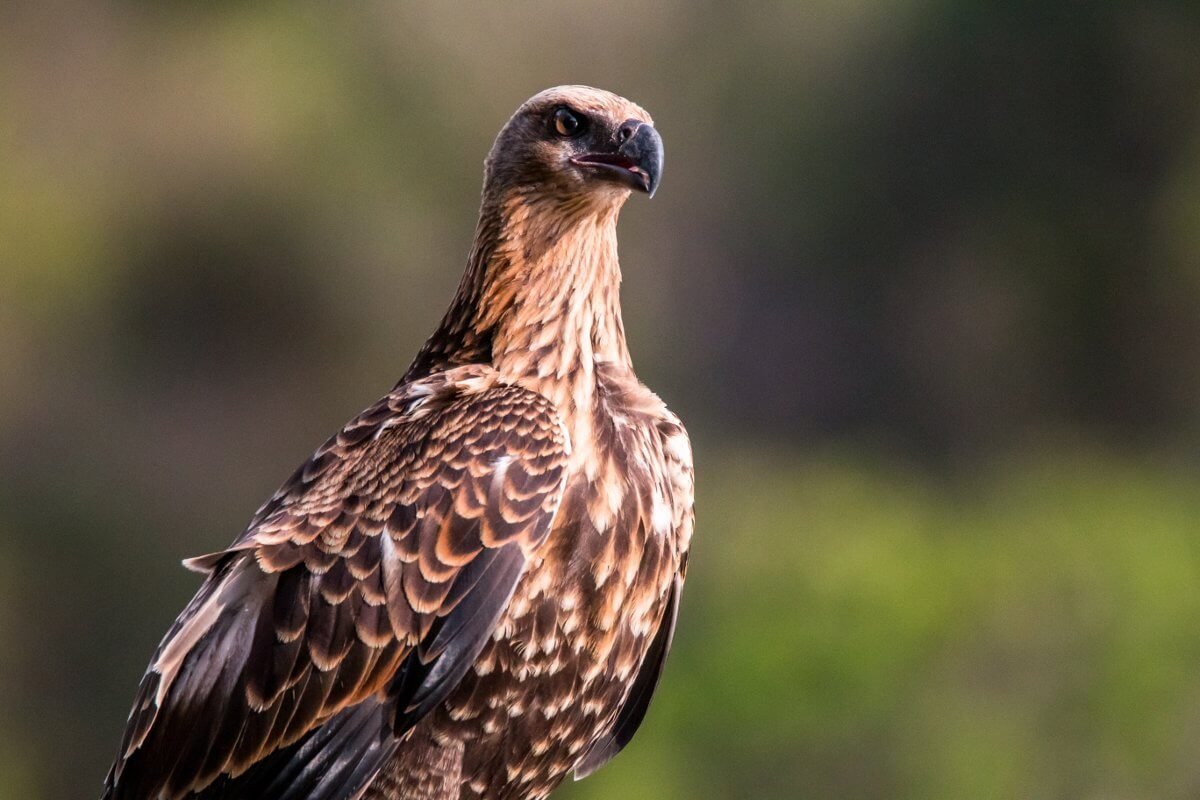 Ornithologique J8 3