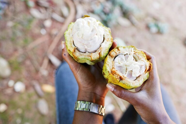 nosybe ecotourisme champs epices et plantation 3 768x512