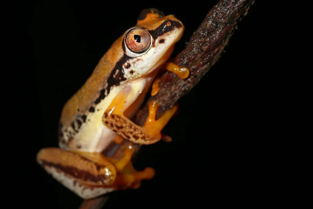 Ranomafana