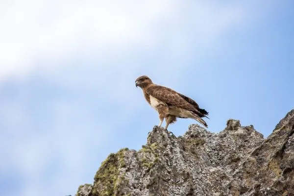 Voyage ornithologique