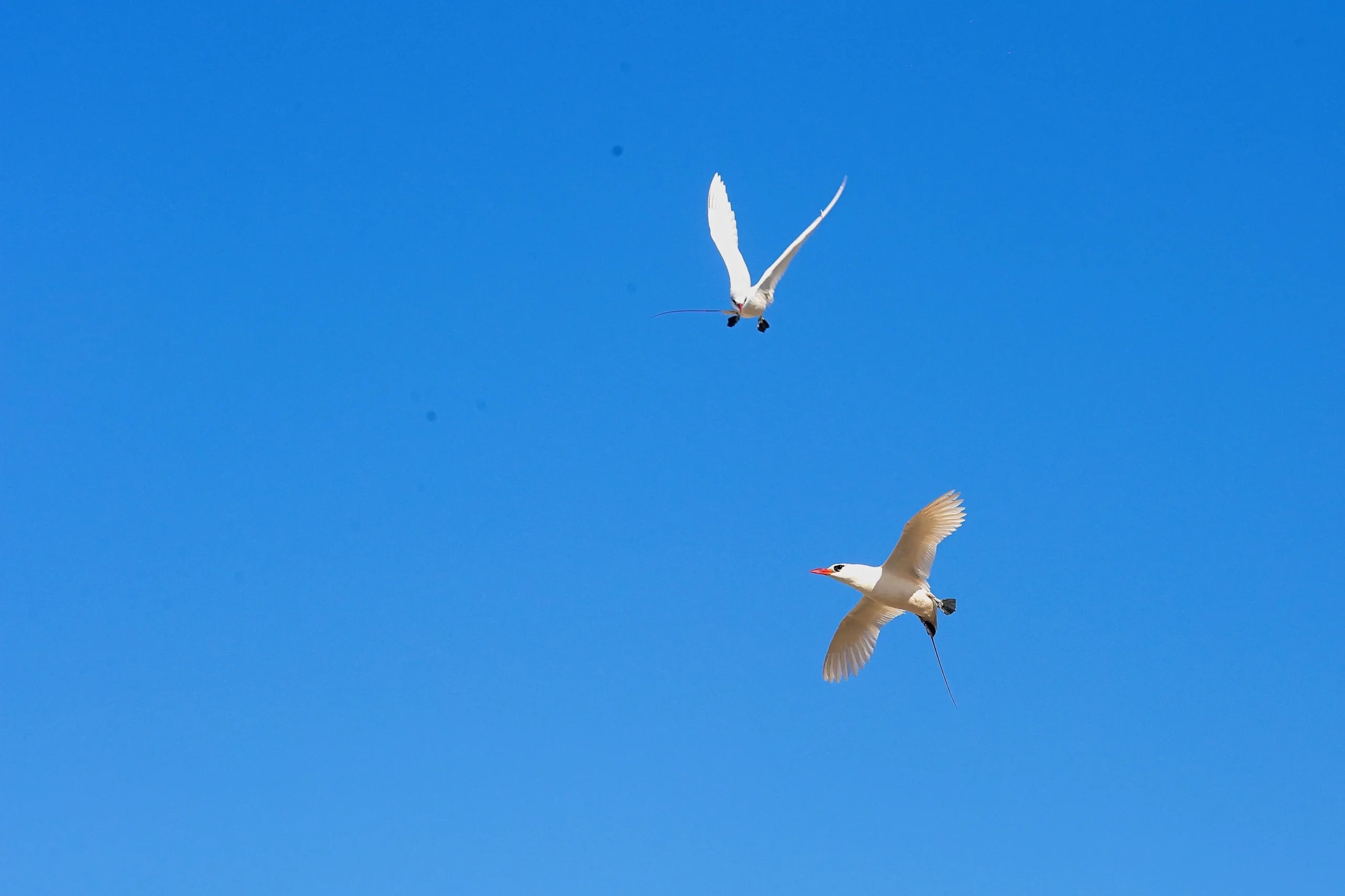 madagascar Tulear bird watching